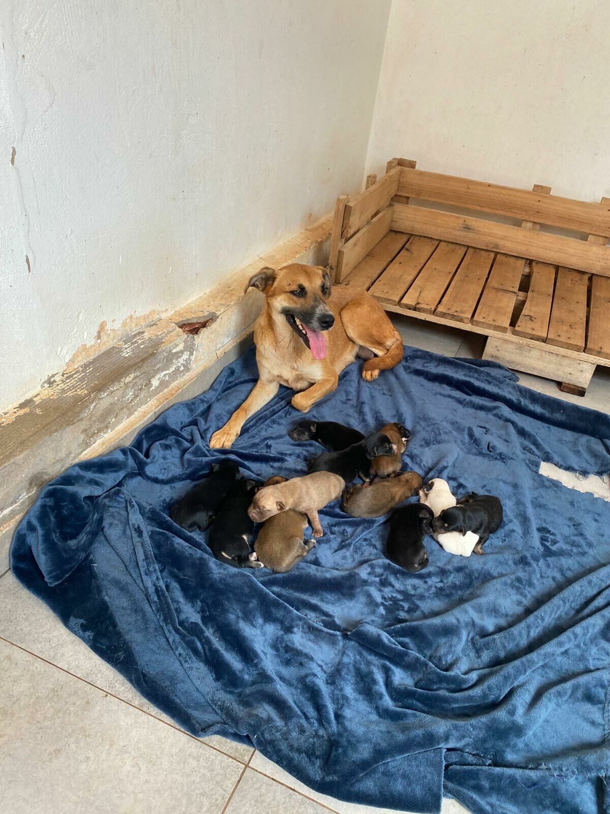 Imagem de compartilhamento para o artigo Cadela e dez filhotes são resgatados pelos Bombeiros em construção abandonada em Chapadão do Sul da MS Todo dia